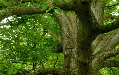 Черен орех (Juglans nigra) Черен орех (Juglans nigra)